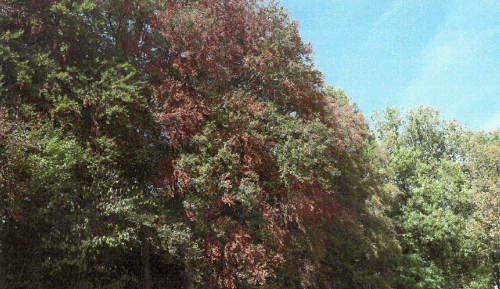 Aargauer Grossrate Sorgen Sich Um Den Wald