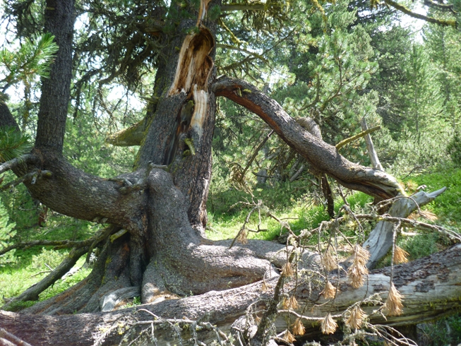Verwunschener Arvenwald im Unterengadin